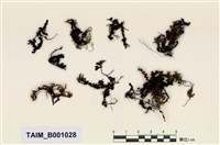 藏品(短枝簑苔)的圖片